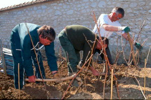 Pruning Vieilles Vignes
